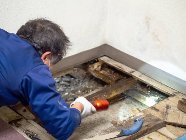 Professional Mold Removal in Lagrange, IN