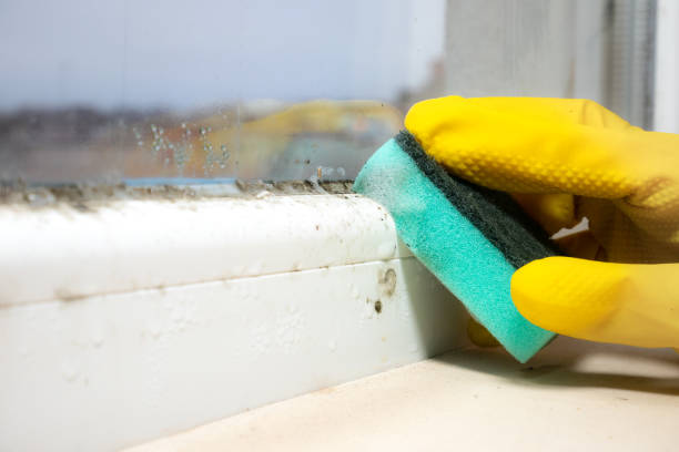 Home Mold Removal in Lagrange, IN