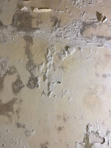 Best Professional Mold Removal  in Lagrange, IN