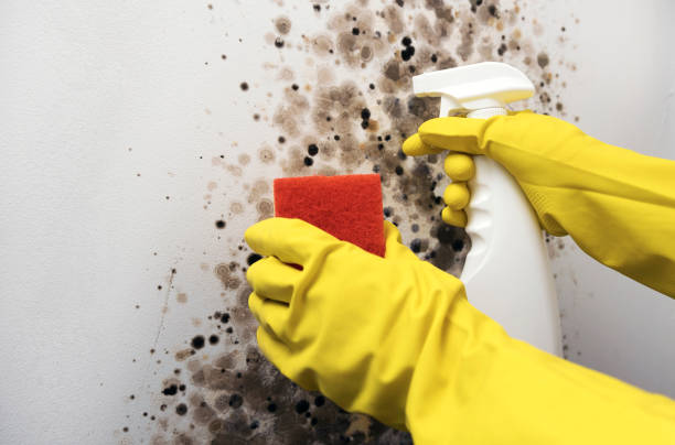 Best Mold Damage Repair  in Lagrange, IN