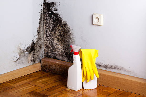 Best Toxic Mold Removal  in Lagrange, IN