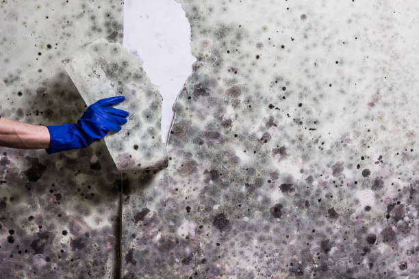 Best Certified Mold Removal  in Lagrange, IN