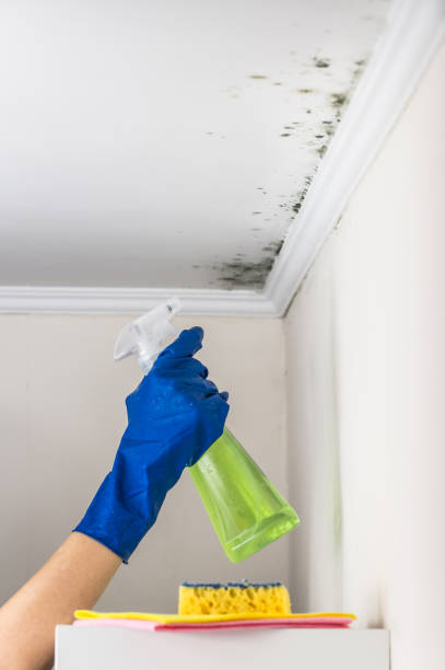 Office Mold Removal Services in Lagrange, IN